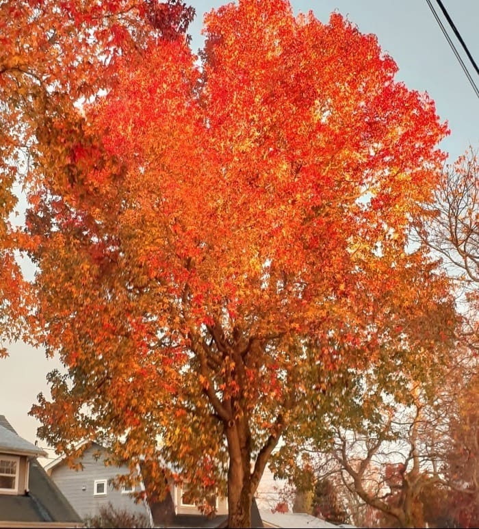 A Wee Message of Hope & Gratitude